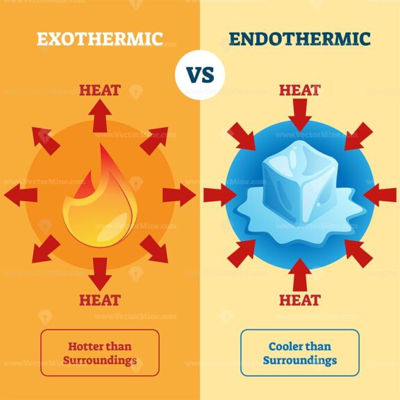 Exothermic and Endothermic vector illustration