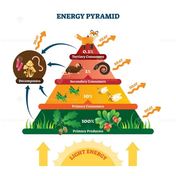 Energy pyramid vector illustration