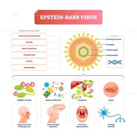 Epstein barr virus vector illustration