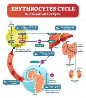 Red blood cell - erythrocytes life cycle and circulation scheme in human body vector illustration
