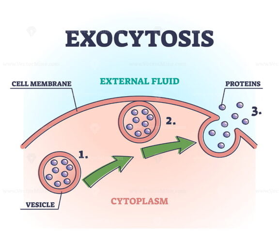 Exocytosis process explanation as proteins release mechanism outline diagram