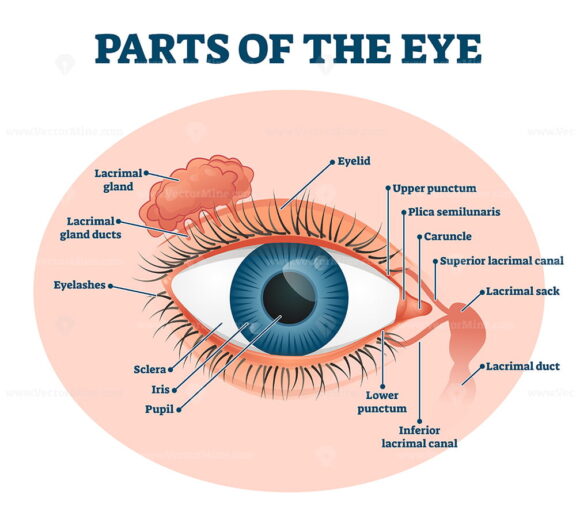 Parts of the eye, labeled vector illustration diagram