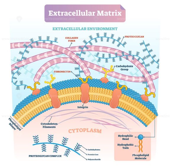 Extracellular matrix labeled infographic vector illustration scheme