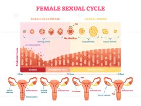 Female sexual cycle vector illustration graphic diagram