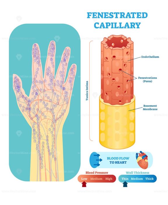 Fenestrated capillary anatomical vector illustration cross section