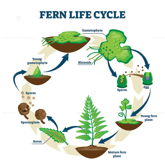 Fern life cycle vector illustration