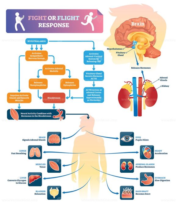 Fight or flight response vector illustration