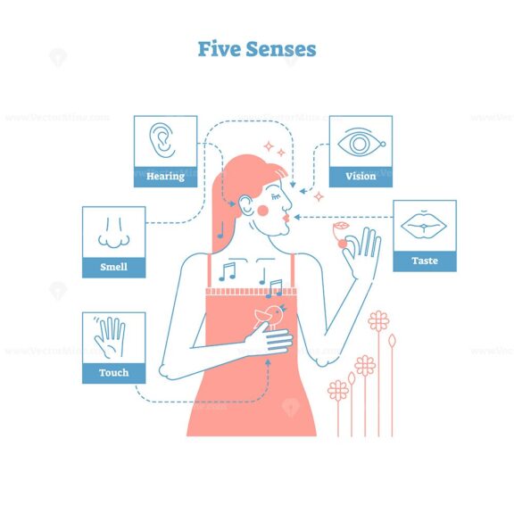 Five human senses, ual artistic outline style graphic design vector illustration poster with female and 5 senses icons - touch, smell, hearing, vision and taste