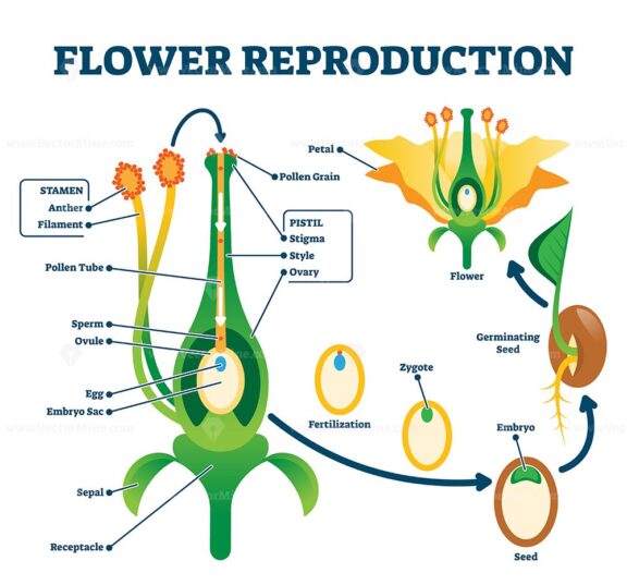 Flower reproduction vector illustration