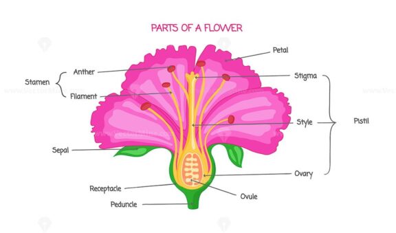 Part of a flower biological diagram, vector illustration drawing with educational scheme