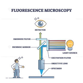 Fluorescence microscopy instrument principle and structure outline diagram