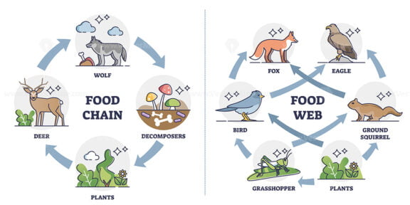 Food chain vs Food web as ecosystem feeding classification outline diagram