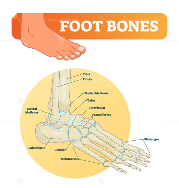FREE Vector illustration with foot bones