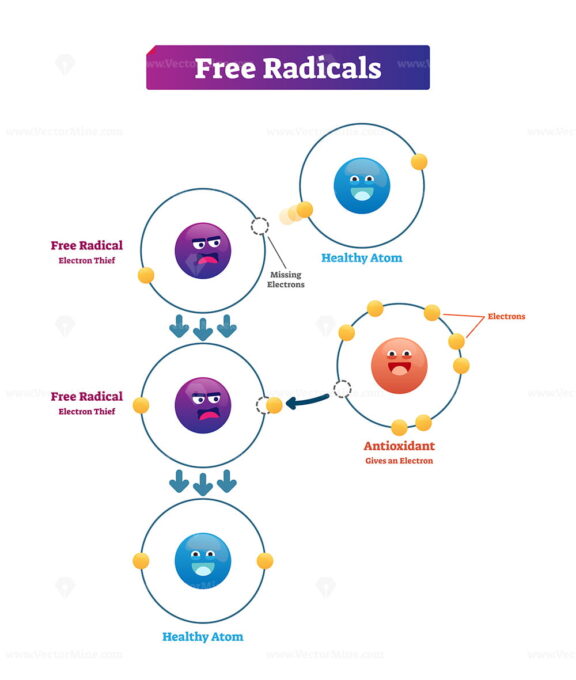 Free radicals, antioxidant and healthy atom explanation vector illustration
