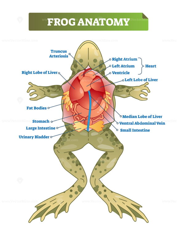 Frog anatomy labeled vector illustration scheme