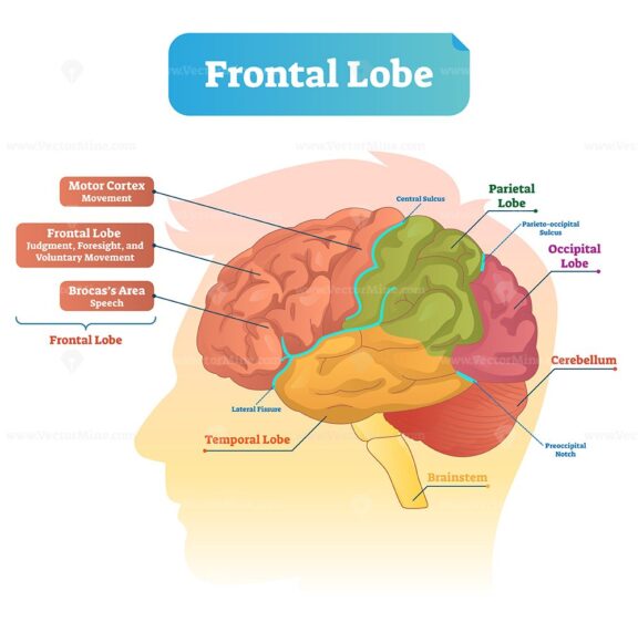 Frontal lobe vector illustration