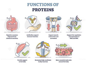 Functions of proteins with anatomical roles in body outline collection set