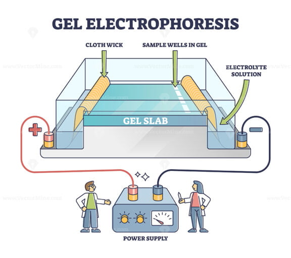 Gel electrophoresis method for separating mixtures, illustrated diagram