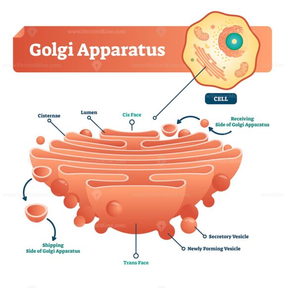Golgi apparatus vector illustration