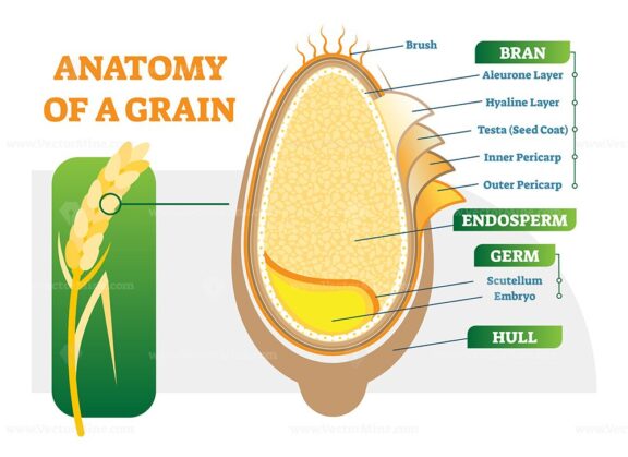 Grain anatomical layers vector illustration diagram