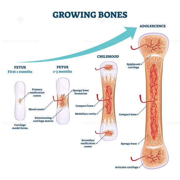 Growing bones vector illustration