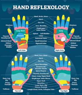 Hand reflexology massage therapy medical vector illustration chart