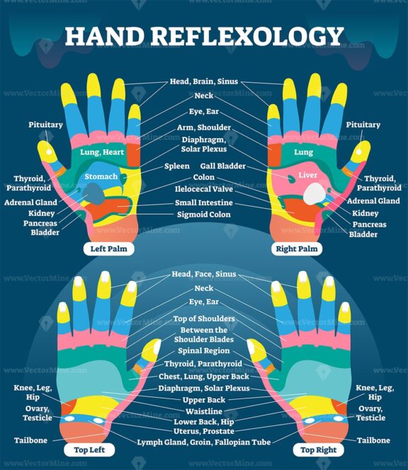 Hand reflexology massage therapy medical vector illustration chart