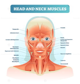 Head and neck muscles labeled anatomical diagram, facial vector illustration with female face, health care educational information poster