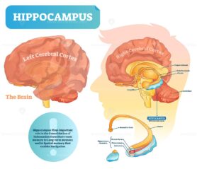 Hippocampus vector illustration