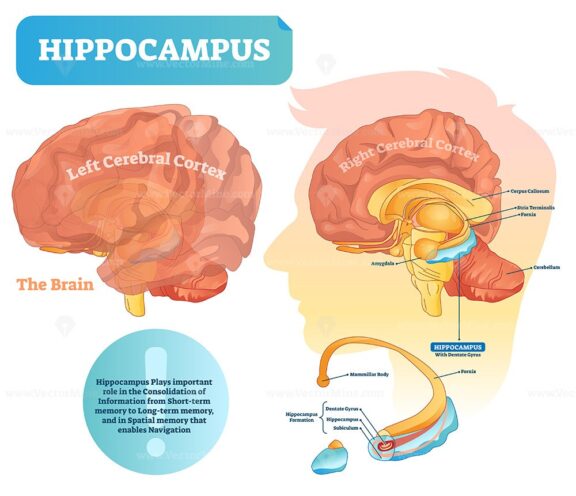 Hippocampus vector illustration