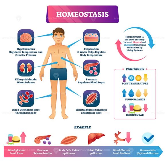 Homeostasis vector illustration