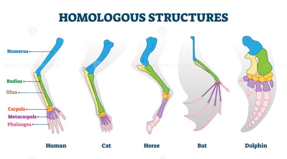 Homologous structure vector illustration