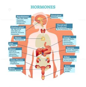 Human body hormones vector illustration
