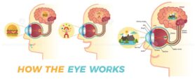 FREE How the eye works