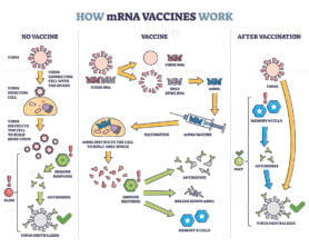 How mRNA vaccines work with compared principles and results outline diagram