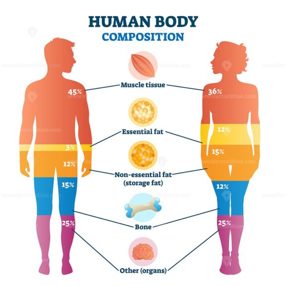 Human body composition infographic, vector illustration diagram