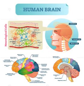 Brain vector illustration