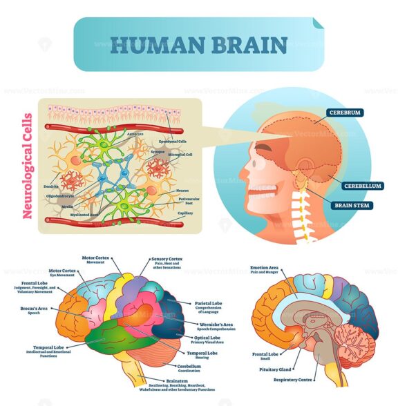 Brain vector illustration