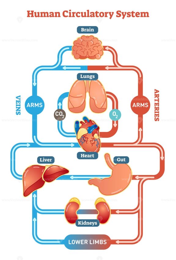 Human circulatory system vector illustration diagram