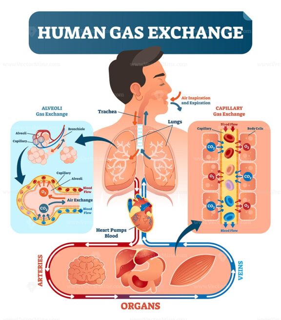Human gas exchange system vector illustration