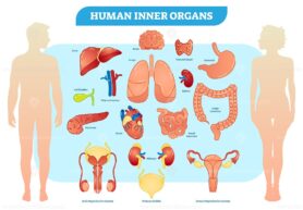 Human Inner Organs Vector Illustration Collection
