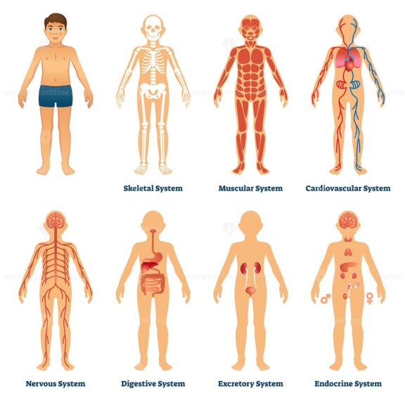 FREE Human organ systems vector illustration