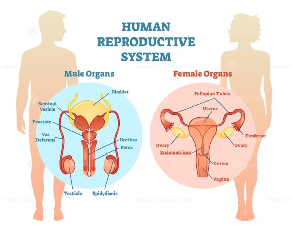 Human Reproductive System Vector Illustration Diagram