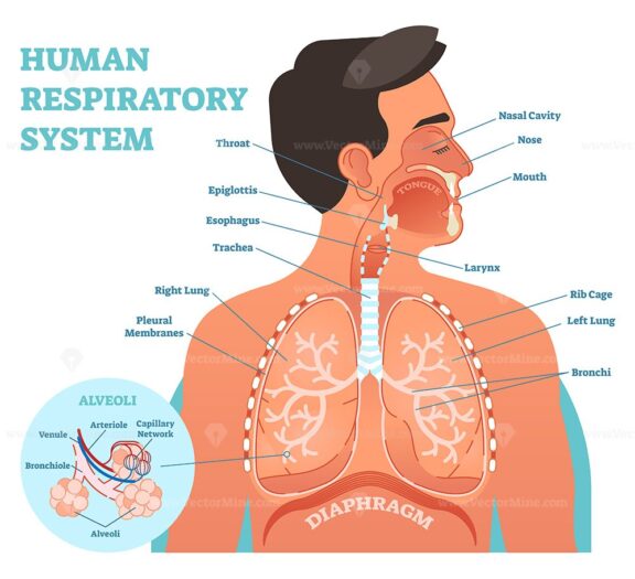 Human respiratory system anatomical vector illustration