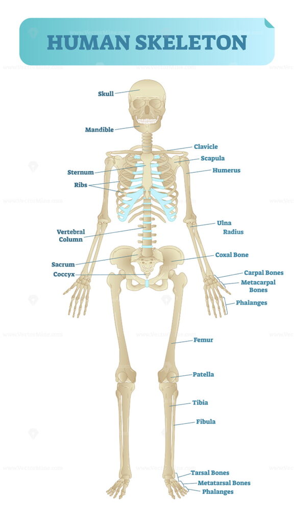 Human skeletal system, anatomical model