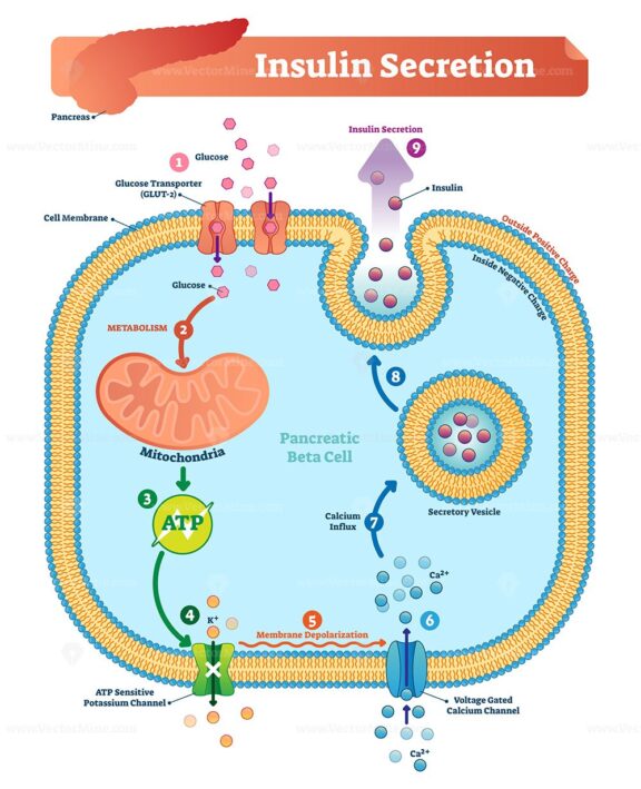 Insulin secretion vector illustration
