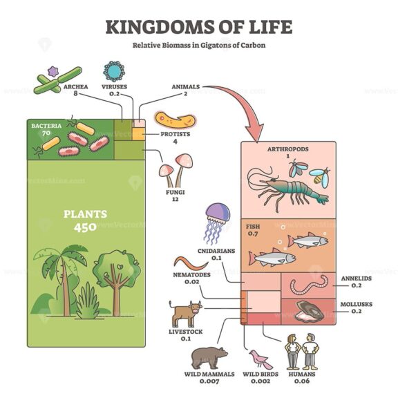 Kingdoms of life as labeled biological nature classification outline diagram