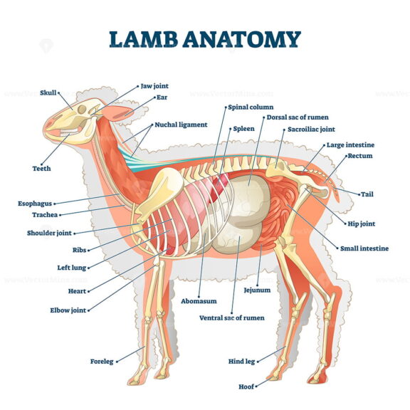 Lamb anatomy vector illustration