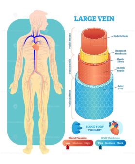 Large vein anatomical vector illustration cross section