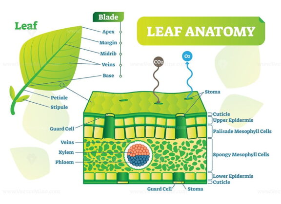 Leaf anatomy vector illustration diagram